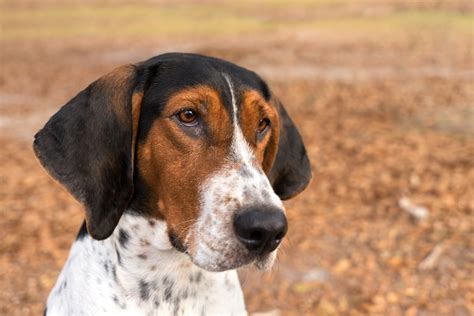 Treeing Walker Coonhound