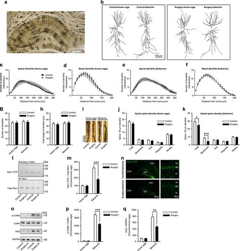 Surgery impaired spine structural plasticity and decreased the activity ...