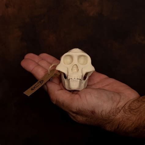 Human Evolution Skull Set | 30% Scale Anthropology Collection | Museum