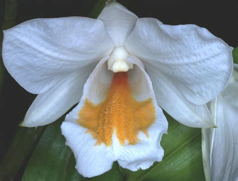 Dendrobium Formosanum