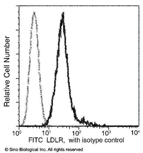 Recombinant Anti LDLR LDL Receptor Antibody FITC Rabbit MAb 50305