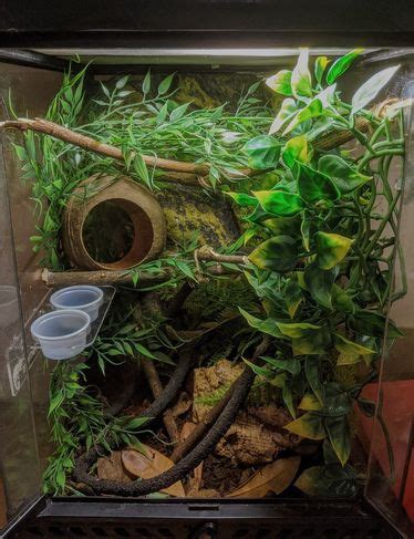 Best Terrarium For Crested Gecko: Review And Guide 2021