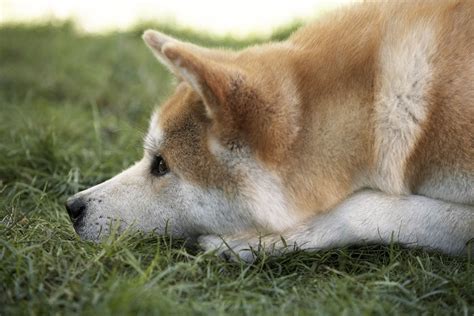 Hachi: A Dog's Tale Wallpapers (13 images) - WallpaperCat