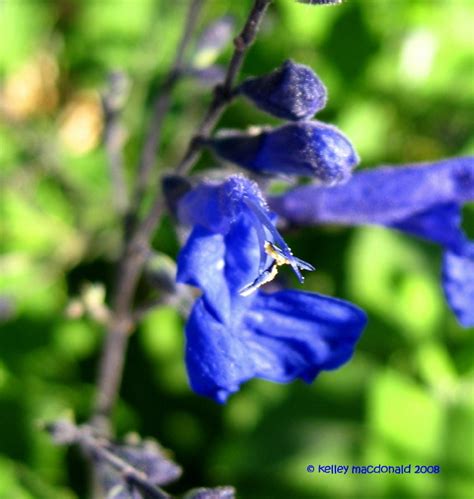 Plantfiles Pictures Salvia Species Arrow Leaf Sage Salvia Sagittata