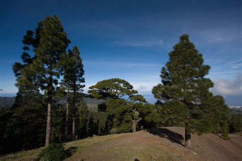 Gran Canaria Un Paisaje Por Descubrir Ruta Fotografica De Los Pinos