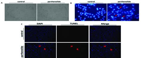 Parthenolide Induces Apoptosis Of Hepg2 Cells A Hepg2 Cells Were