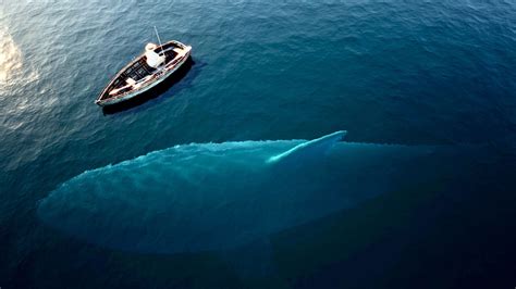 Monsters Of The Deep Could The Megalodon Shark Still Exist