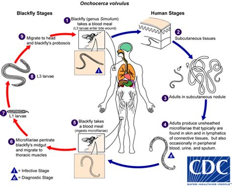 Loa Loa Life Cycle