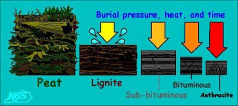 Coal Formation Animation