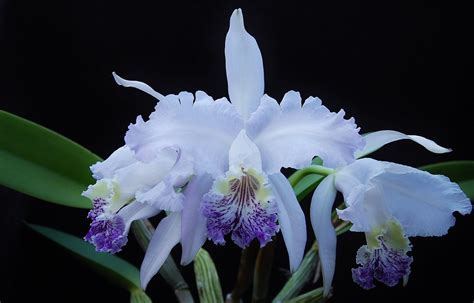 Cattleya Lueddemanniana Coerulea Kathleen X Gran Blue H Flickr