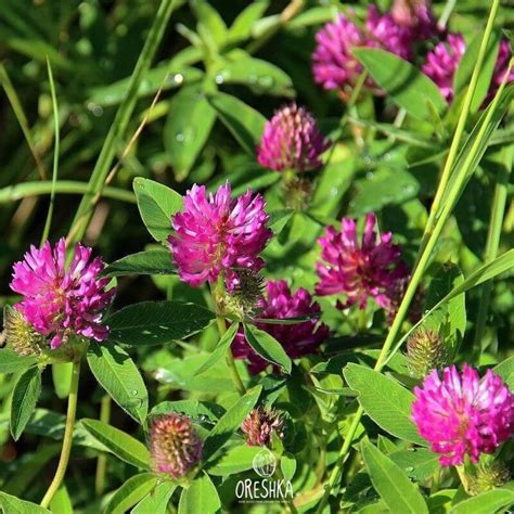 Red Clover 1000 Fresh Seeds Trifolium Pratense Organic Etsy