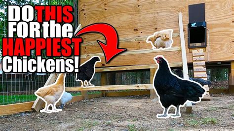 How To Help Your Chickens Learn To Roostdiy Roosting Ladder😮💪🐓 Youtube