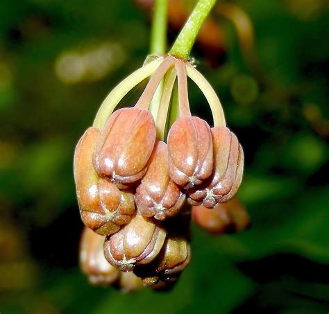 Smilax excelsa - Изображение особи - Плантариум