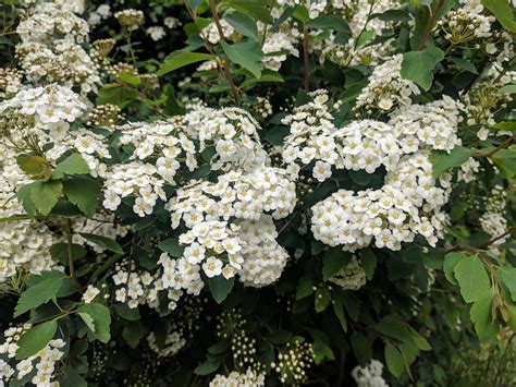 Невеста Куст Blossom - Free photo on Pixabay