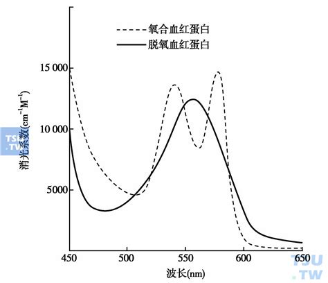 红细胞系统 天山医学院