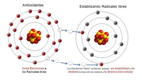 ANTIOXIDANTES Versus RADICALES LIBRES