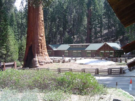 File:Giant Sequoia Outside Visitor's Center at Giant Sequoia National ...