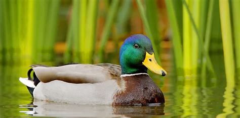 10 Interesting Facts About Ducks - The Fact Site