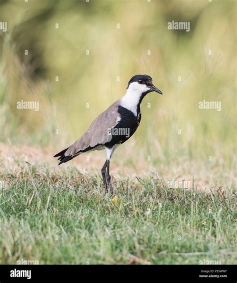 Black Winged Lapwing Hi Res Stock Photography And Images Alamy