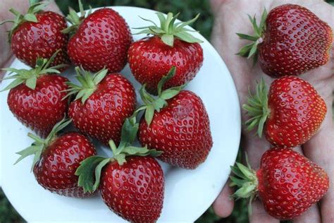 Саженцы клубники Мальвина — Bestberry
