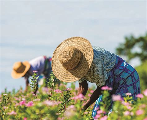 Le hub des solutions climat Reforestation solidaire à Madagascar Le