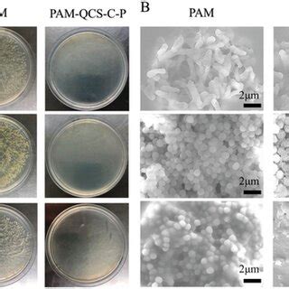 In Vitro Antibacterial Activity Of Pamqcscp Hydrogels A The Images