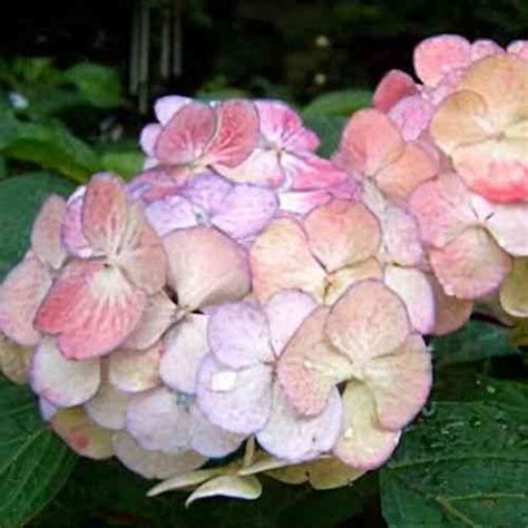 Ultimate Hydrangea Preziosa Pruning Guide Riveal