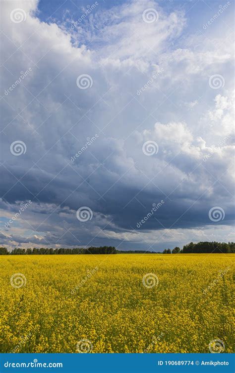 Nuvens De Tempestade Sobre O Campo Amarelo Das Flores Foto De Stock