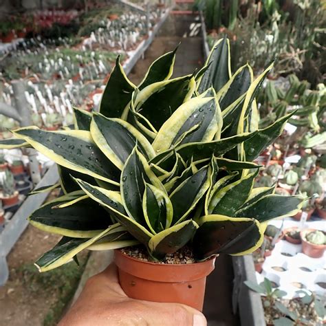 Sansevieria Trifasciata Hahnii Cv Jade Dwarf Marginata Uhlig Kakteen