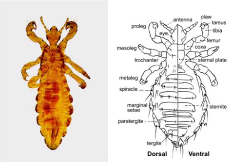 Ch 7 Lice Exam 2 Flashcards Quizlet