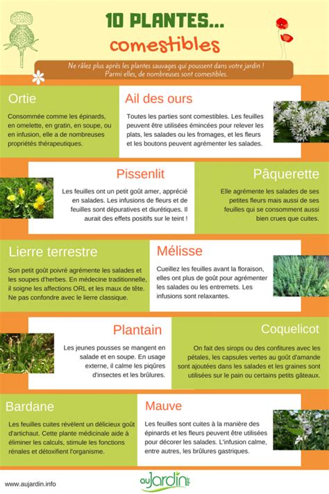 10 Plantes Sauvages Comestibles