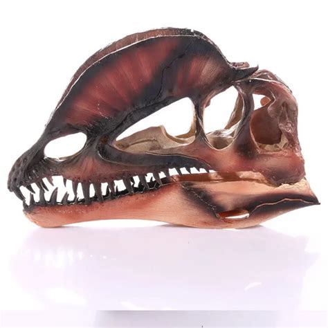 Dinosaurier Dilophosaurus Sch Del Harz Fossil Modell Sammlerst Cke Home