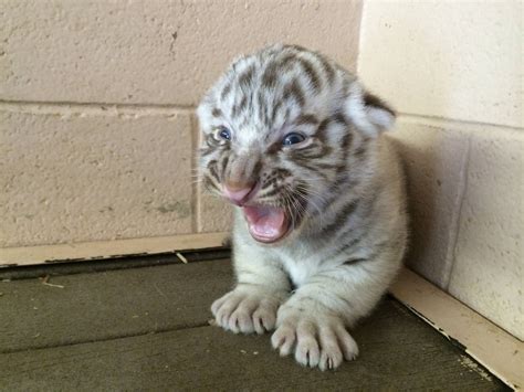 Ferocious White Tiger Cute Animals Baby Animals Cute Funny Animals