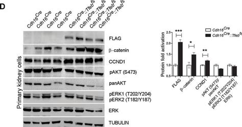 Human Mouse Rat Phospho Erk T Y Erk T Y Antibody