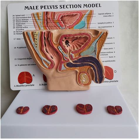 Male Urinary System Model