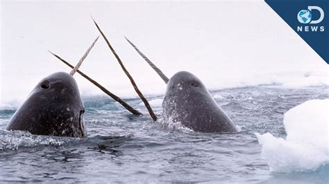 Amazing Facts About The Narwhal Tusk Youtube