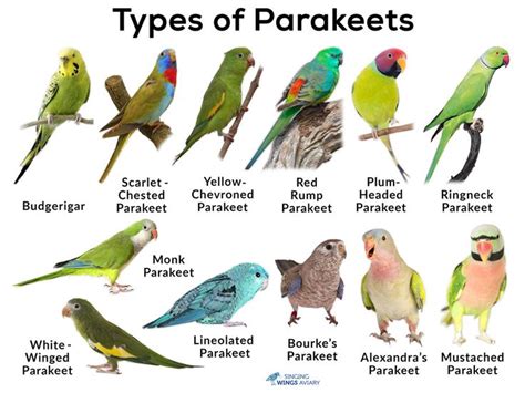 Many Different Types Of Parakeets Are Shown In This Image With The