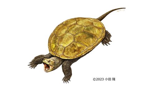 Une nouvelle espèce de tortue fossilisée depuis 90 millions dannées