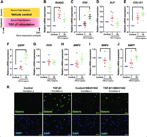 Recombinant Human Tgf β1 Promoted Osteogenic Marker Gene Expression