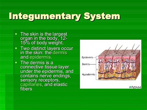 How Does Respiratory System Maintain Homeostasis