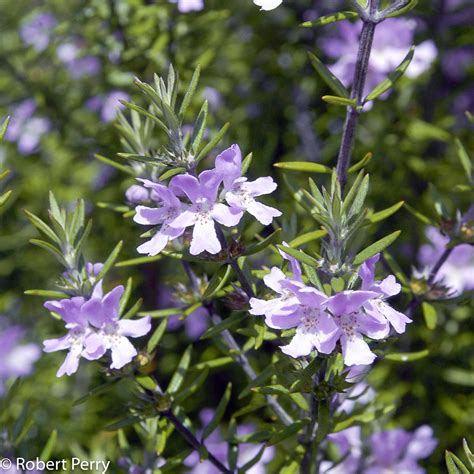 Coast Rosemary Waterwise Garden Planner