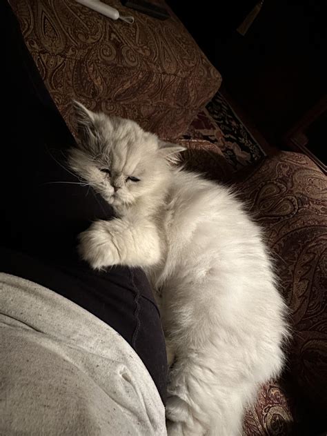 tips for cat biting without vet 6