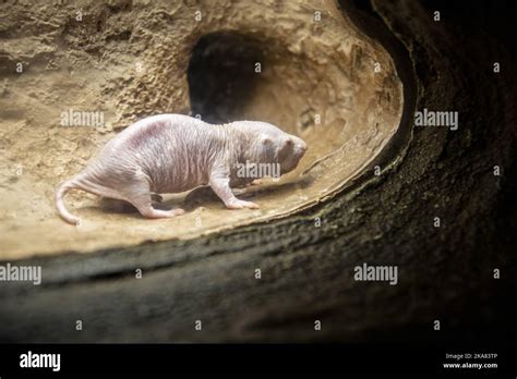 The Closeup Image Of Naked Mole Rat Heterocephalus Glaber A