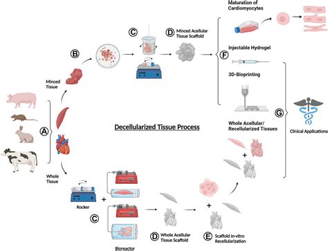 Frontiers Decellularization Strategies For Regenerating Cardiac And