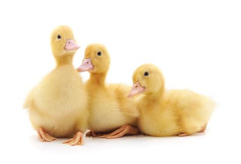 ducks hiss   communicating