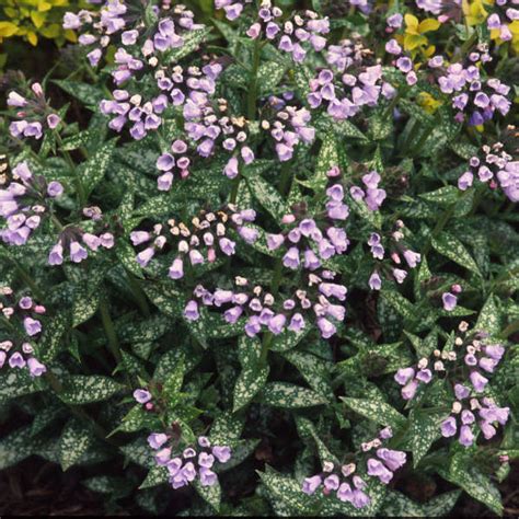 Pulmonaria Lonolia Roy Davidson Perennial Resource