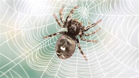 Bold Jumping Spider Male Vs Female: What are Differences?