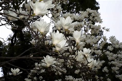 When Do The Magnolia Trees Bloom Plantglossary