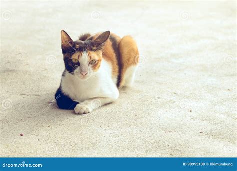 Portrait Cat Black White And Orange Color Sitting On The Floor Stock