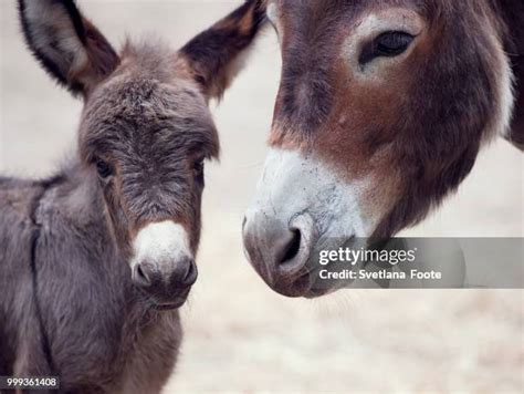 259 Baby Mule Stock Photos, High-Res Pictures, and Images - Getty Images